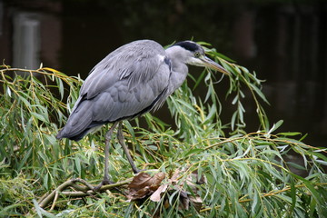 Naklejka premium Ave