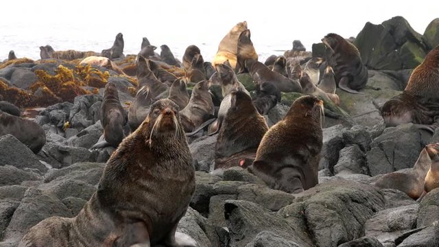 Video with sound of group of northern fur seal animal near Sea of Okhotsk.