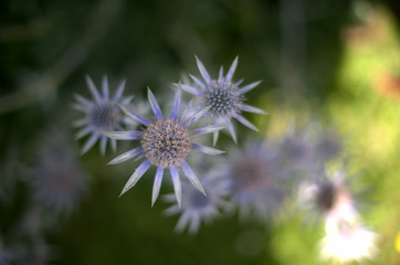 Close up of flowers from above