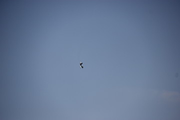 Fototapeta premium Flugzeug show berlin ILA