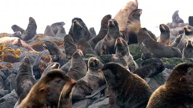 Video with sound of group of northern fur seal animal near Sea of Okhotsk.