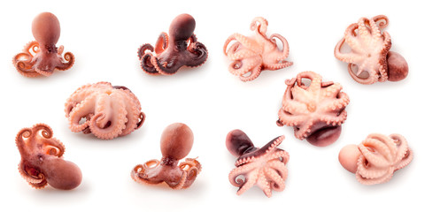 Baby octopus.