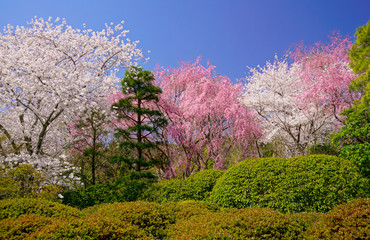 春の京都は花盛り
