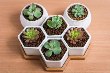 Succulent plants in pots  on wooden table, Top view