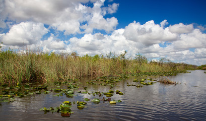 Obraz na płótnie Canvas Everglades