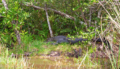 Everglades