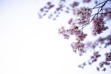 Beautiful cherry blossom Sakura against blue sky