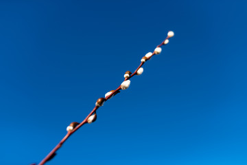 A single twig of catkin with partially developed flowers against the blue sky.