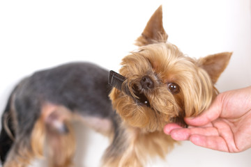 Yorkshire terrier dog with comb, grooming