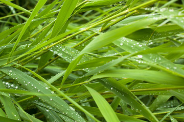 Green fresh plants reed closeup for background