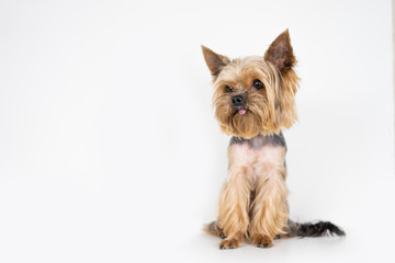 Dog yorkshire terrier on white background