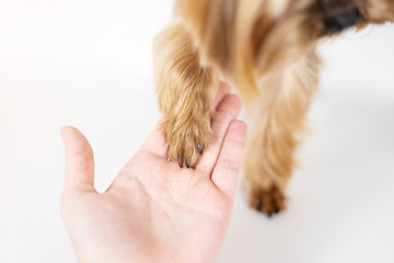 Yorkshire terrier dog gives paw on white background