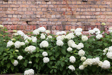 Blooming hydrangea on the brick wall background