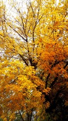 Colorful foliage of a maple tree in autumn.