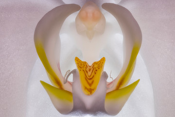 Makro einer weißen Orchidee Phalaenopsis