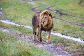 Walking lion