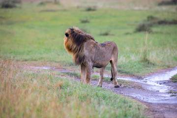 Walking lion