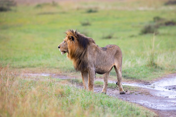 Walking lion