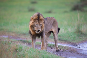 Walking lion