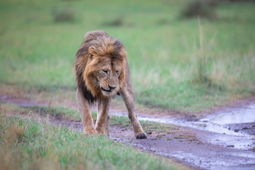Walking lion