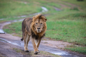 Fototapeta na wymiar Walking lion