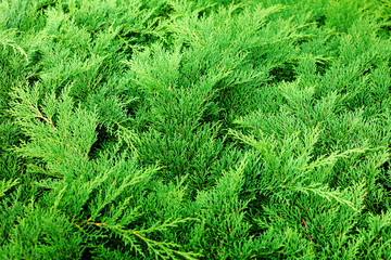 green conifer plant as a background