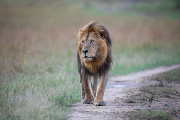 Walking lion