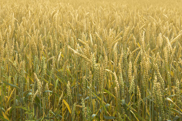 Mature wheat on the field. Spikelets of wheat. Harvest of grain