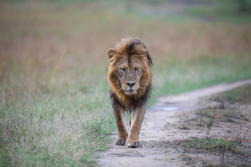Obraz na płótnie Canvas Walking lion