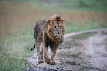 Walking lion