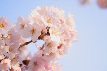 Fototapeta premium 満開の桜 ソメイヨシノ