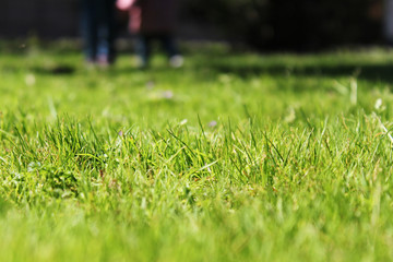 Grass Prato