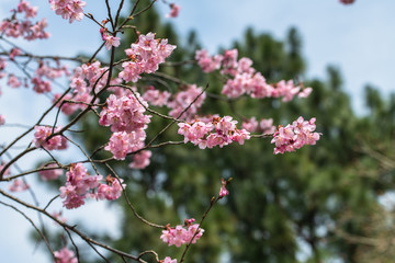 北陸の公園に咲くカンザクラ