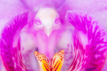 Fototapeta na wymiar Makro einer pinken Orchidee Phalaenopsis 2
