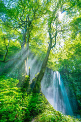 多様な滝の国 日本　狭い島国の日本は山が多く、また雨が多いため多様な滝を見れます