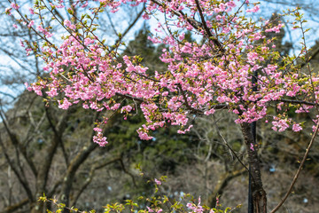 北陸の公園に咲くカンザクラ