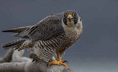 Fototapeta premium Peregrine Falcon 