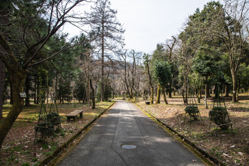 早春の公園の小路