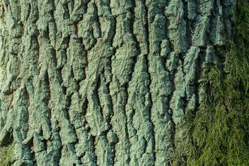 old oak bark covereded with moss and green algae texture