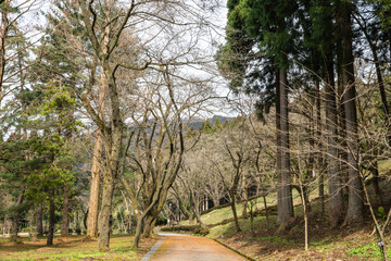 早春の公園の小路