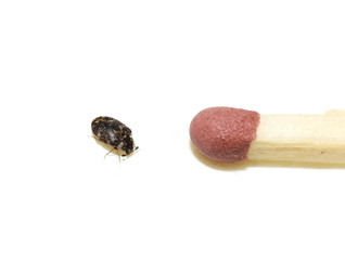 Anthrenus museorum museum beetle size compared to the head of a match isolated on white background