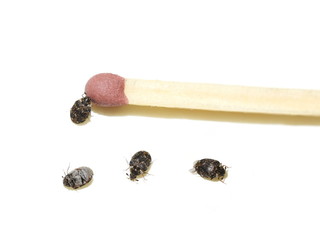 Several Anthrenus museorum museum beetles size compared to the head of a match isolated on white...