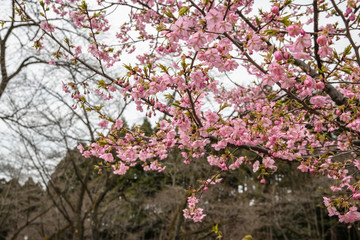 北陸の公園に咲くカンザクラ