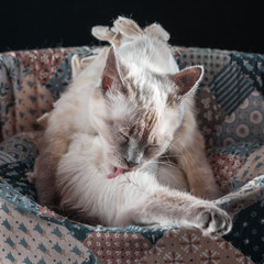 Thai cat after surgery in a postoperative bandage.