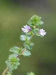 The small wildflower herb drug eyebright Euphrasia stricta