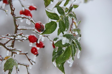 red berries and green leaves in ice drops after rain