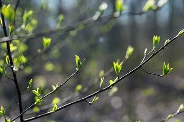 spring fresh buds and leaves on tree twig