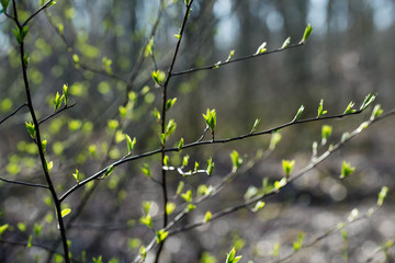 spring fresh buds and leaves on tree twig
