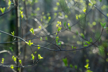 spring fresh buds and leaves on tree twig