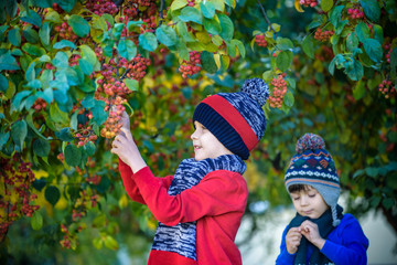Child on a farm in autumn. Little boy and his brother friend playing in decorative apple tree orchard. Kids pick fruit. Toddler eating fruits at harvest. Outdoor fun for children. Healthy nutrition.